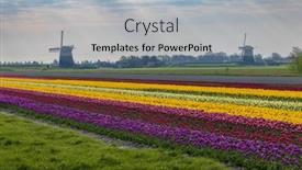  Presentation with windmill - Presentation theme featuring field-of-tulips-with-ondermolen background and a light gray colored foreground