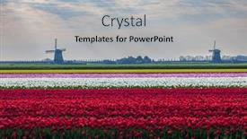  Presentation with windmill - Slide set having field-of-tulips-with-windmill background and a light gray colored foreground