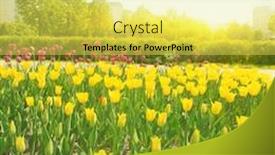  Presentation with tulips - Amazing slide deck having field of tulips in the park backdrop and a yellow colored foreground