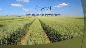  Presentation with unripe - Amazing PPT theme having field of unripe winter wheat corn backdrop and a light blue colored foreground