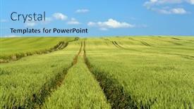  Presentation with unripe - Beautiful presentation theme featuring field of unripe winter wheat corn backdrop and a light blue colored foreground