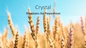  Presentation with blue sky - Audience pleasing slide set consisting of field-of-wheat-against backdrop and a arctic colored foreground
