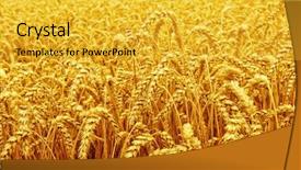  Presentation with wheat - Slide deck featuring field of wheat and sun background and a yellow colored foreground