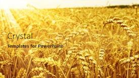  Presentation with wheat - Slide set featuring field-of-wheat-and-sun background and a yellow colored foreground