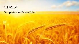  Presentation with wheat - Beautiful presentation design featuring field of wheat and sun backdrop and a blonde colored foreground