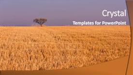 Presentation with single tree - PPT layouts enhanced with field of wheat on purple background and a gray colored foreground
