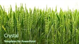  Presentation with wheat growing - Amazing presentation theme having field of wheat over white backdrop and a tawny brown colored foreground