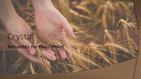 Presentation with golden light - PPT layouts enhanced with field-of-wheat-touched background and a coral colored foreground