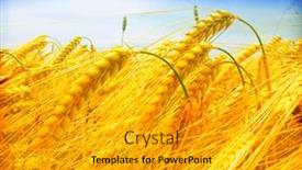  Presentation with wheat - Slide deck with field of wheat background and a gold colored foreground