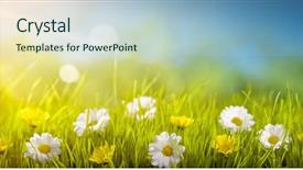  Presentation with wild flower - Slides with field of wild flowers background and a light blue colored foreground