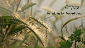  Presentation with field - PPT layouts consisting of field-of-wild-rye background and a mint green colored foreground