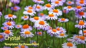  Presentation with field - Presentation theme having field of wild violet flowers background and a tawny brown colored foreground
