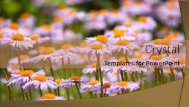  Presentation with field - Beautiful presentation theme featuring field-of-wild-violet-flowers backdrop and a coral colored foreground