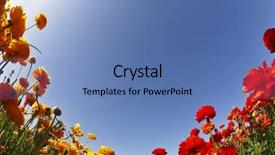  Presentation with objective - Presentation theme having field of yellow and red background and a  colored foreground