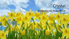  Presentation with daffodil - Presentation design featuring field of yellow daffodil flowers background and a light blue colored foreground