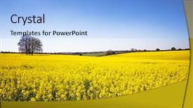  Presentation with grown - Cool new PPT theme with field of yellow rape backdrop and a light blue colored foreground