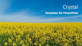  Presentation with rapeseed - PPT theme featuring field-of-yellow-rapeseed-plants background and a teal colored foreground