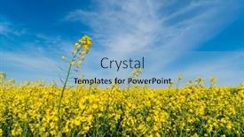  Presentation with rapeseed - Presentation design with field-of-yellow-rapeseed-plants background and a light blue colored foreground