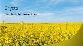 Presentation with rapeseed - Slide deck featuring field-of-yellow-rapeseed-plants background and a light blue colored foreground