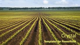  Presentation with agricultural - Slide deck enhanced with field-of-young-corn-agricultural background and a tawny brown colored foreground