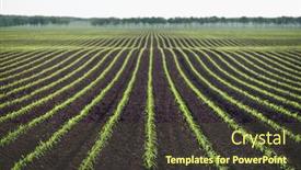  Presentation with corn field - Theme having field-of-young-corn-background background and a tawny brown colored foreground