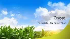  Presentation with corn field - Amazing slides having field of young corn growing backdrop and a light blue colored foreground