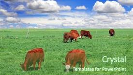  Presentation with beef cattle farm - Presentation theme having field on a farm background and a tawny brown colored foreground