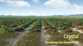  Presentation with agriculture field - Beautiful slides featuring field on summer day agriculture backdrop and a tawny brown colored foreground