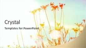  Presentation with wildflower field - Beautiful slide set featuring anne's lace meadow wildflowers backdrop and a pink colored foreground