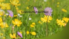  Presentation with meadow - PPT layouts with field-scabious-flower-blossoming background and a gold colored foreground