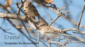  Presentation with sparrow - Audience pleasing theme consisting of field-sparrow-perched backdrop and a light blue colored foreground