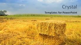  Presentation with straw - Cool new PPT layouts with field-stubble-landscape-with-straw backdrop and a light blue colored foreground