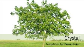  Presentation with european sovereign debt - Amazing PPT layouts having field tall grass - european walnut juglans regia isolated backdrop and a yellow colored foreground