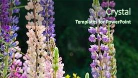  Presentation with salvia - Presentation theme having field tall grass - purple salvia plants background and a  colored foreground