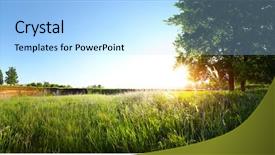  Presentation with tree spring flowers apple flowers - Colorful presentation theme enhanced with field tall grass - spring tree on the green backdrop and a light blue colored foreground