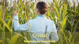  Presentation with corn field - Amazing slides having field testing a new gmo backdrop and a tawny brown colored foreground