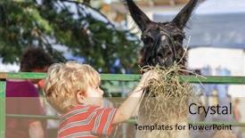  Presentation with feeding tube - Beautiful theme featuring field trips - boy feeding a llama backdrop and a coral colored foreground