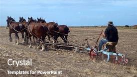  Presentation with horse - Slides consisting of field with a six horse background and a gray colored foreground