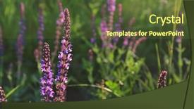  Presentation with sage - Presentation design consisting of field with blooming sage closeup background and a tawny brown colored foreground