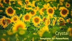  Presentation with agrarian - Colorful slide set enhanced with field-with-bright-yellow-sunflowers backdrop and a tawny brown colored foreground