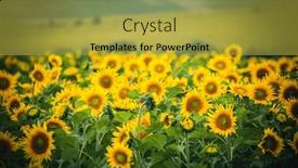 Presentation with agrarian - Slide deck having field-with-bright-yellow-sunflowers background and a yellow colored foreground