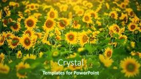  Presentation with bright yellow - Audience pleasing PPT theme consisting of field-with-bright-yellow-sunflowers backdrop and a tawny brown colored foreground
