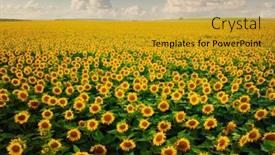  Presentation with bright yellow - Slide set enhanced with field-with-bright-yellow-sunflowers background and a gold colored foreground