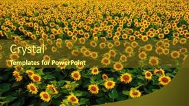  Presentation with earth land - Colorful PPT layouts enhanced with field-with-bright-yellow-sunflowers backdrop and a tawny brown colored foreground