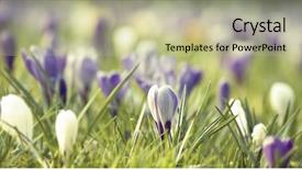 Presentation with field - PPT theme consisting of field with colorful crocus flower background and a mint green colored foreground