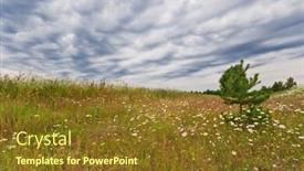  Presentation with gloomy - Slides featuring field with daisies under gloomy sky background and a tawny brown colored foreground