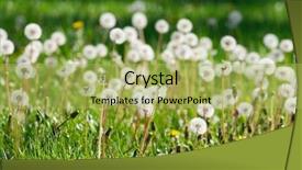  Presentation with rural india paddy field green - PPT layouts with field with dandelions narrow dof background and a  colored foreground
