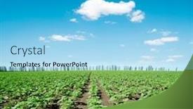  Presentation with sunflowers - PPT theme consisting of field with green little sunflowers and blue sky background and a light blue colored foreground