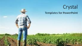  Presentation with tomato plant - Theme enhanced with field with green plant background and a light blue colored foreground