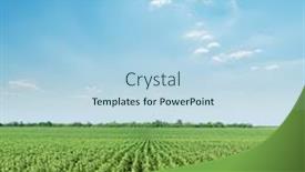  Presentation with sunflowers - Amazing PPT theme having field with green sunflowers under sunny blue sky backdrop and a light blue colored foreground